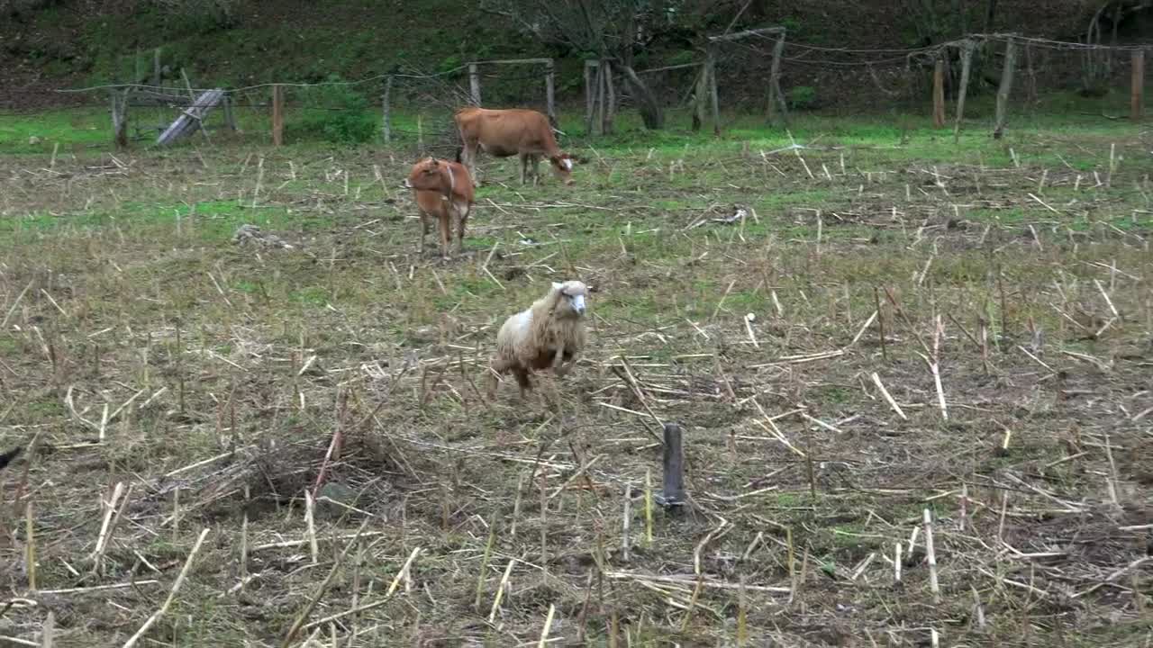 Download Free Stock Video Sheep And Calf Cow Fighting In The Field Live Wallpaper