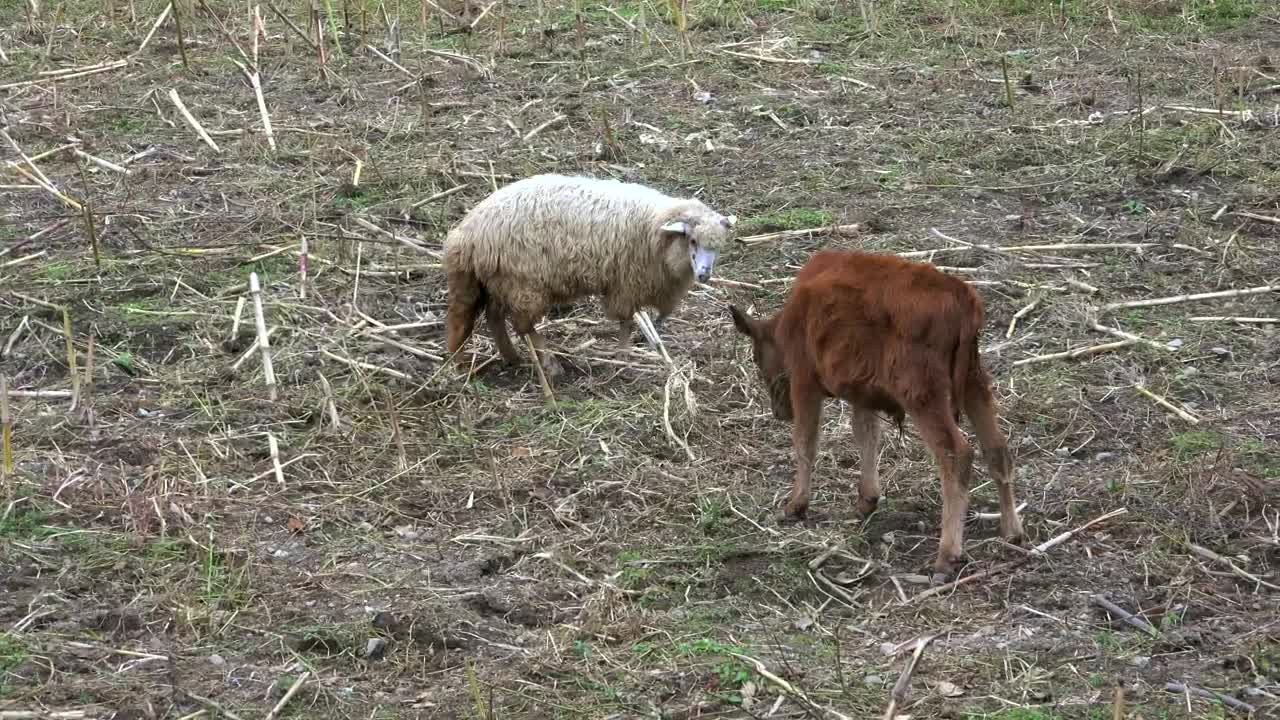 Download Free Stock Video Sheep And Calf Fighting In The Field Live Wallpaper