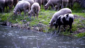 Download Free Stock Video Sheep Grazing By A River Live Wallpaper