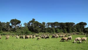 Download Free Stock Video Sheep Grazing On The Farm Live Wallpaper