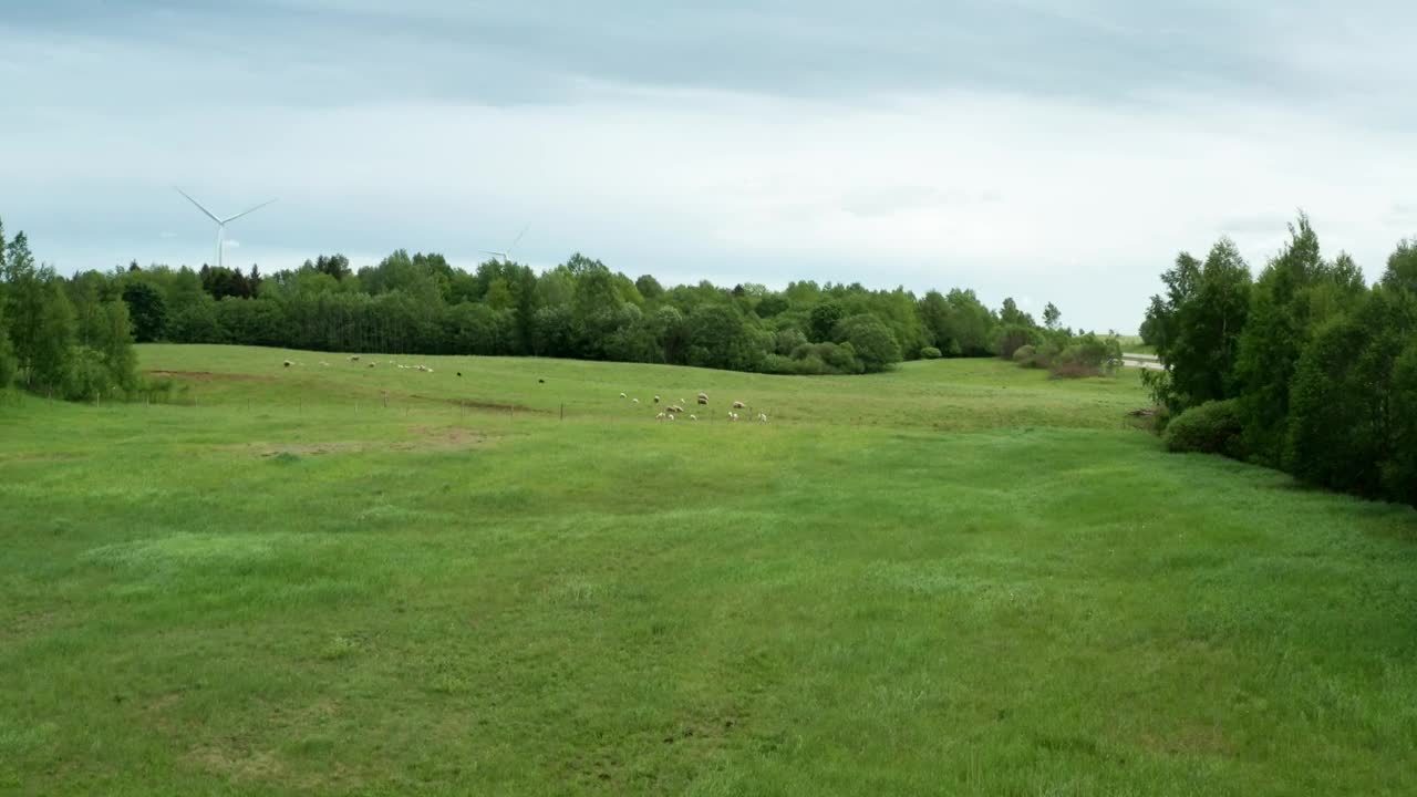 Download Free Stock Video Sheep In A Pasture Live Wallpaper