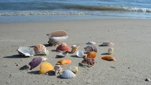 Download Free Stock Video Shells On The Shore Live Wallpaper
