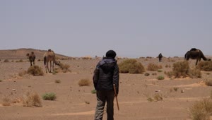Download Free Stock Video Shepherd Walking Towards His Camels In The Desert Live Wallpaper