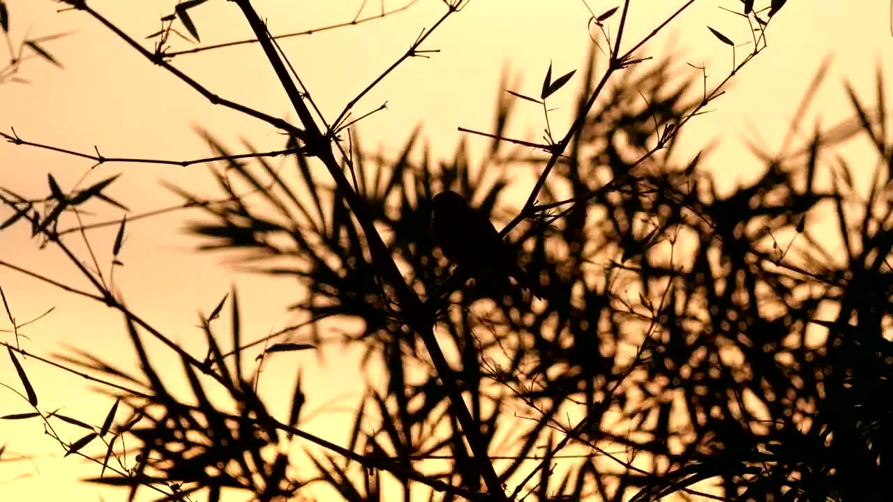 Download Free Stock Video Silhouette Of A Sparrow Live Wallpaper