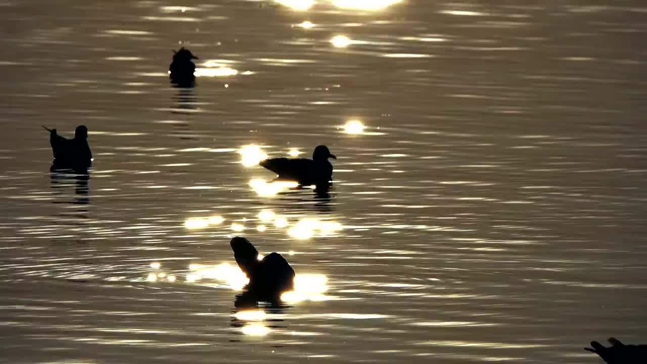 Download Free Stock Video Silhouette Of Ducks In The Water At Dusk Live Wallpaper