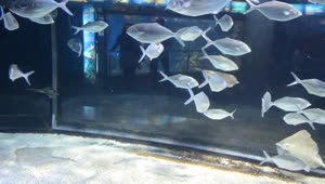 Download Free Stock Video Silver Fish In An Aquarium Live Wallpaper
