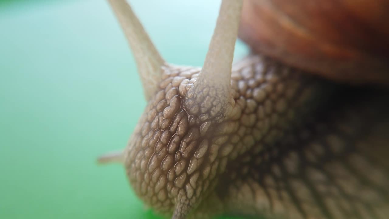 Download Free Video Stock Slimy Snail Moving Close Up Live Wallpaper