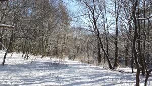 Download Free Video Stock Slow Journey Through A Snowy Forest Of Dry Trees Live Wallpaper