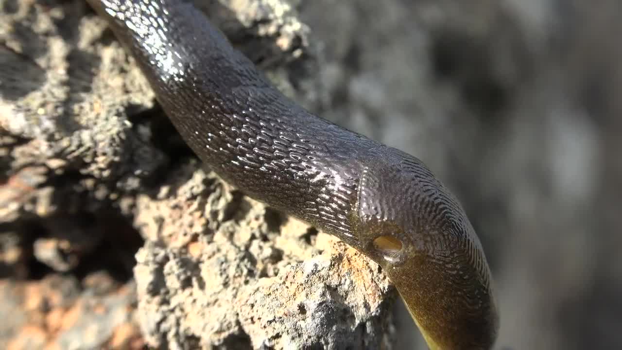 Download Free Video Stock Slug Crawling Live Wallpaper