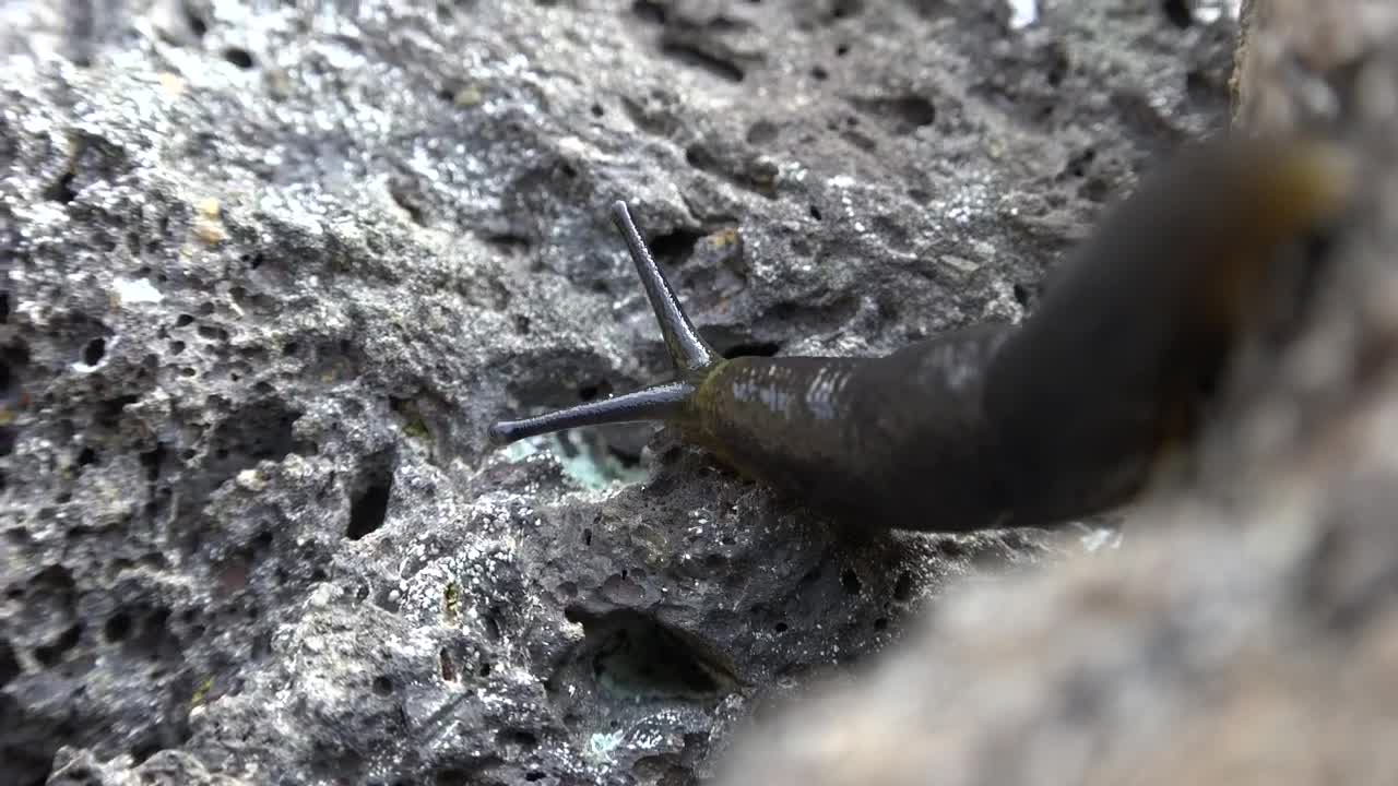 Download Free Video Stock Slug Crawling On A Rock Live Wallpaper