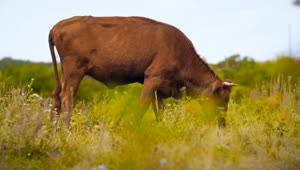Download Free Video Stock Small Bull Grazing In The Meadow Live Wallpaper