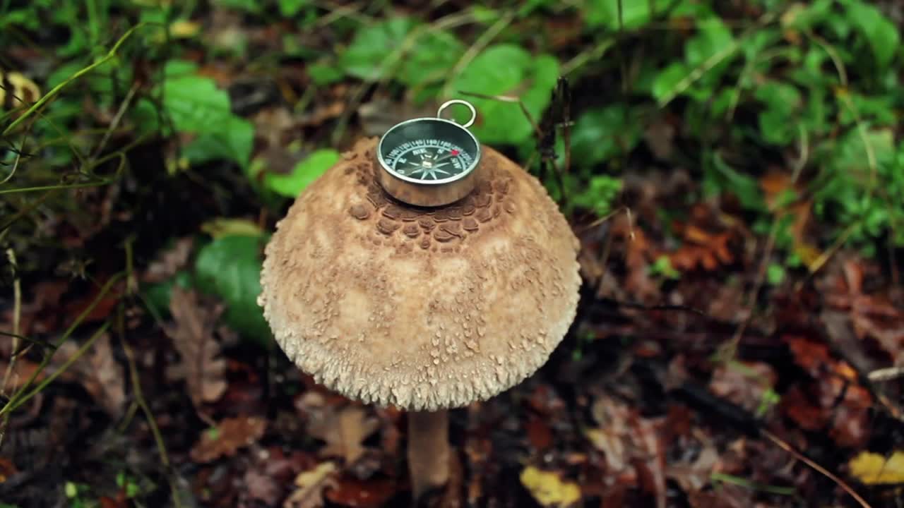 Download Free Video Stock Small Compass On Top Of A Big Mushroom In Nature Live Wallpaper