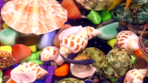 Download Free Video Stock Small Fish Swimming In A Colorful Aquarium Live Wallpaper