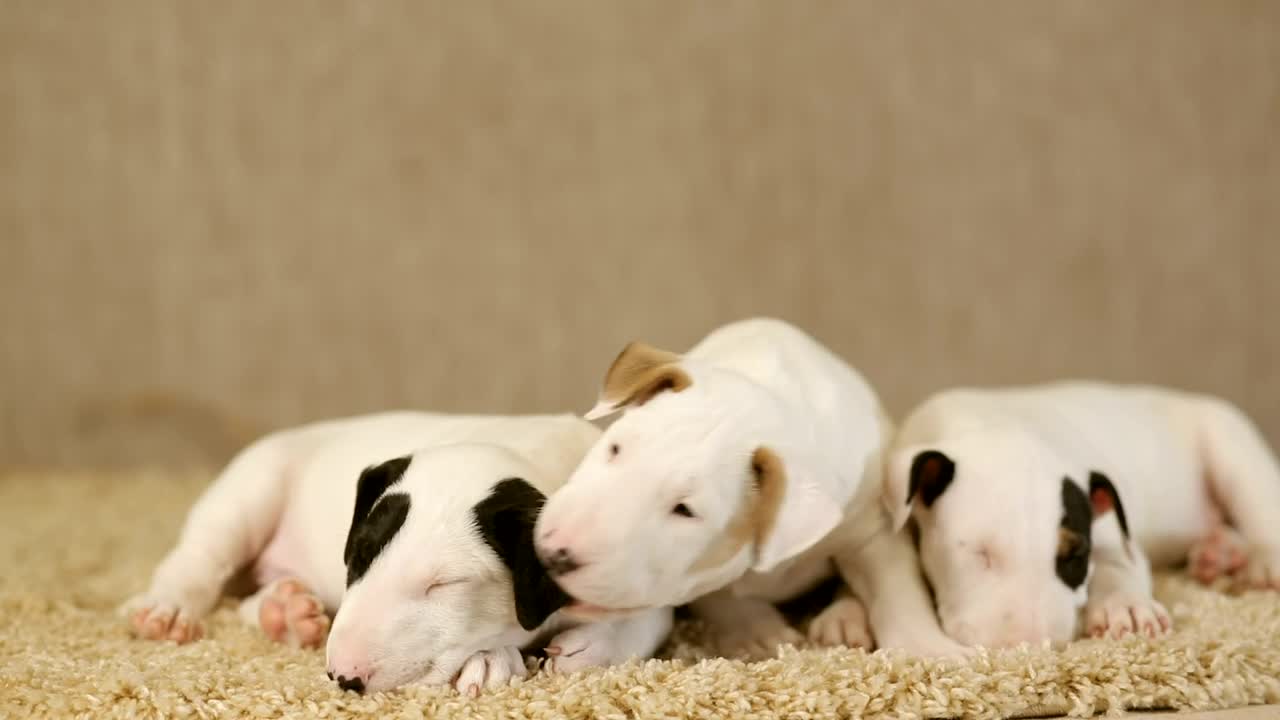 Download Free Video Stock Small Puppies Of The Bull Terrier Breed On A Carpet Live Wallpaper