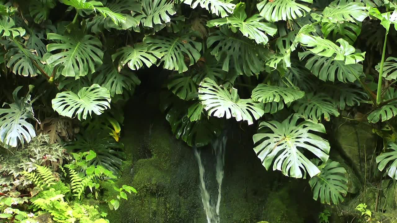 Download Free Video Stock Small Waterfall Between Plants Live Wallpaper