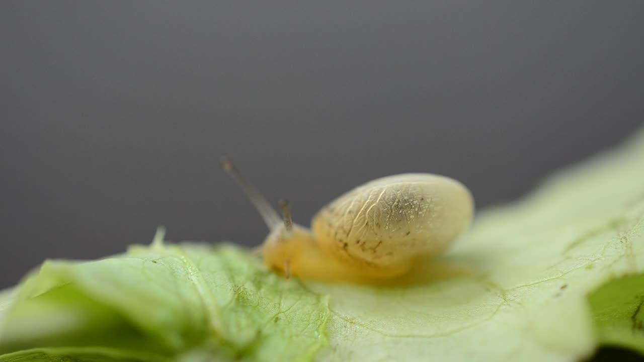 Download Free Video Stock Snail Eating Through A Leaf Live Wallpaper