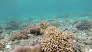 Download Free Video Stock Snorkeling At The Coral Reef Live Wallpaper