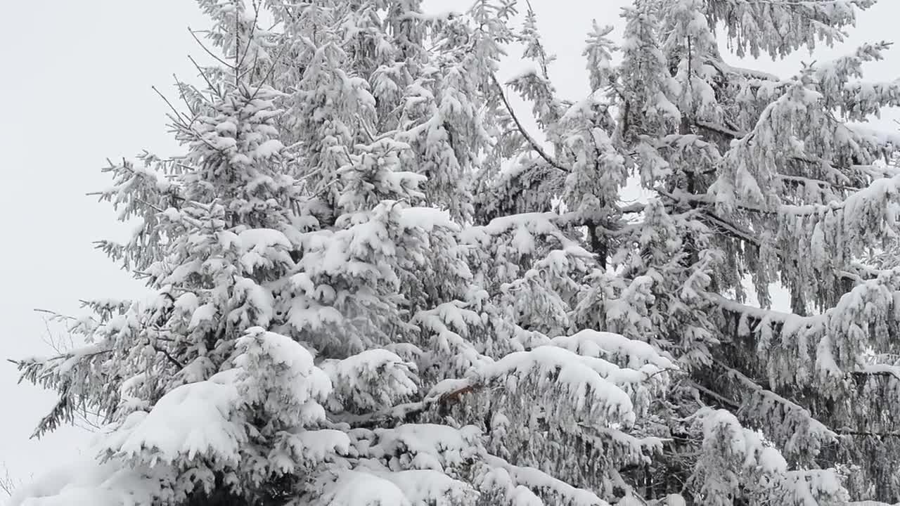 Download Free Video Stock Snow Covered Branches Moved By The Wind Live Wallpaper