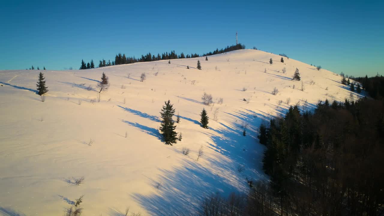 Download Free Video Stock Snow Covered Pine Forest In A Sunny Morning Live Wallpaper