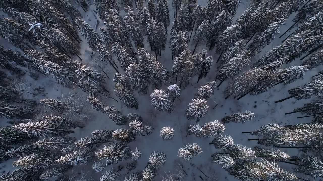 Download Free Video Stock Snow Covered Thin Pine Trees In The Forest Top Shot Live Wallpaper