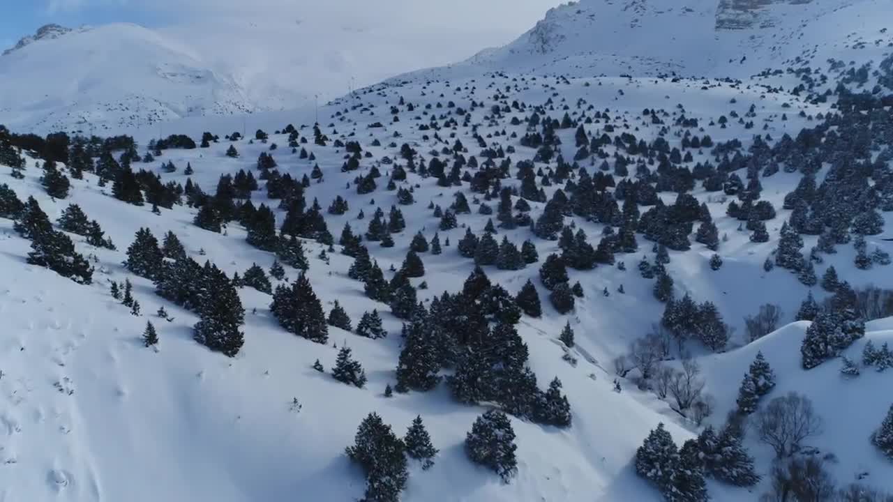 Download Free Video Stock Snow Covered Trees Across A Mountain Live Wallpaper