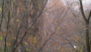 Download Free Video Stock Snow Falling In An Empty Woodland Live Wallpaper