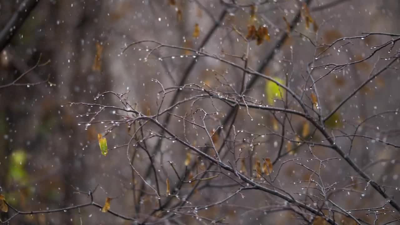 Download Free Video Stock Snow Falling In The Autumn Live Wallpaper