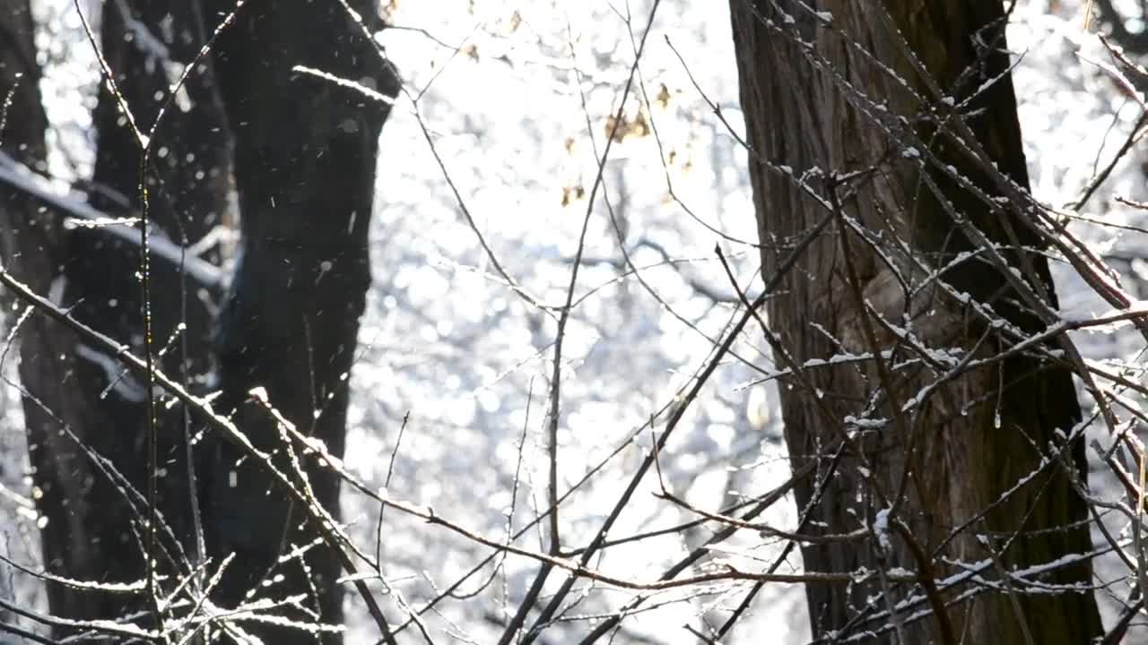 Download Free Video Stock Snow Falling Softly Against A Forest Live Wallpaper