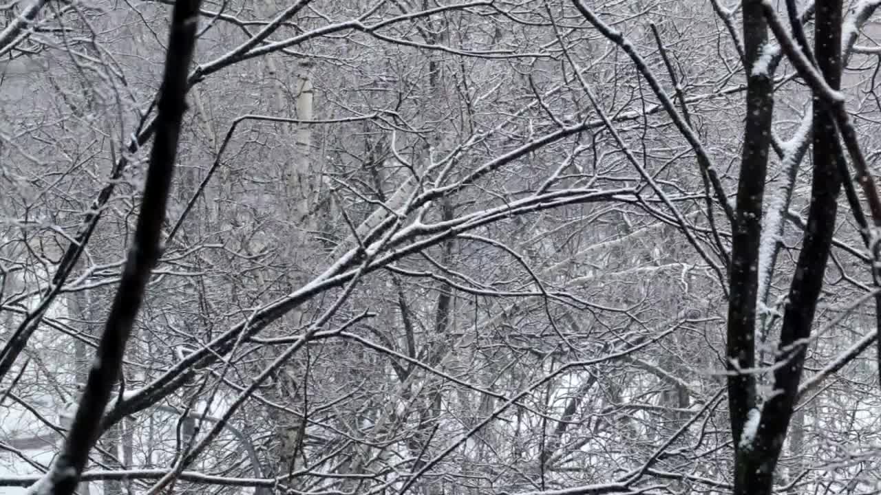 Download Free Video Stock Snow Falling Through Empty Trees Live Wallpaper