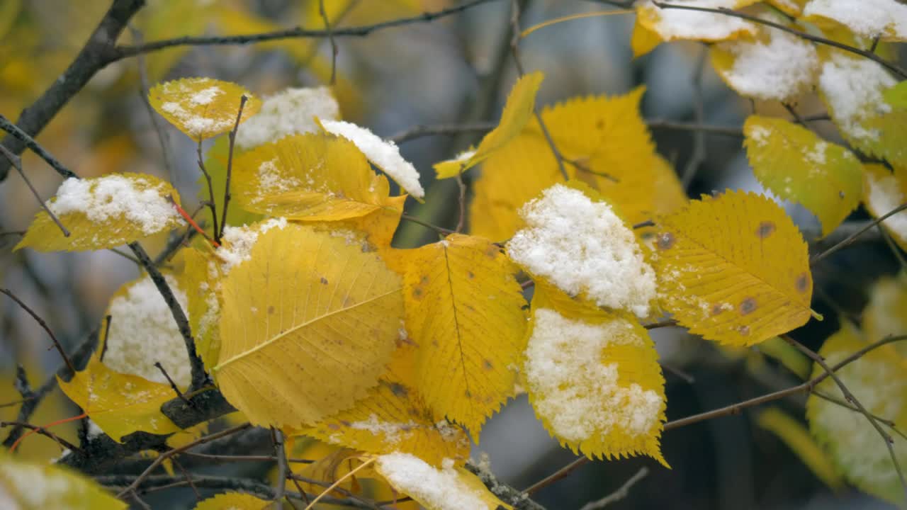 Download Free Video Stock Snow On Autumn Leaves Live Wallpaper