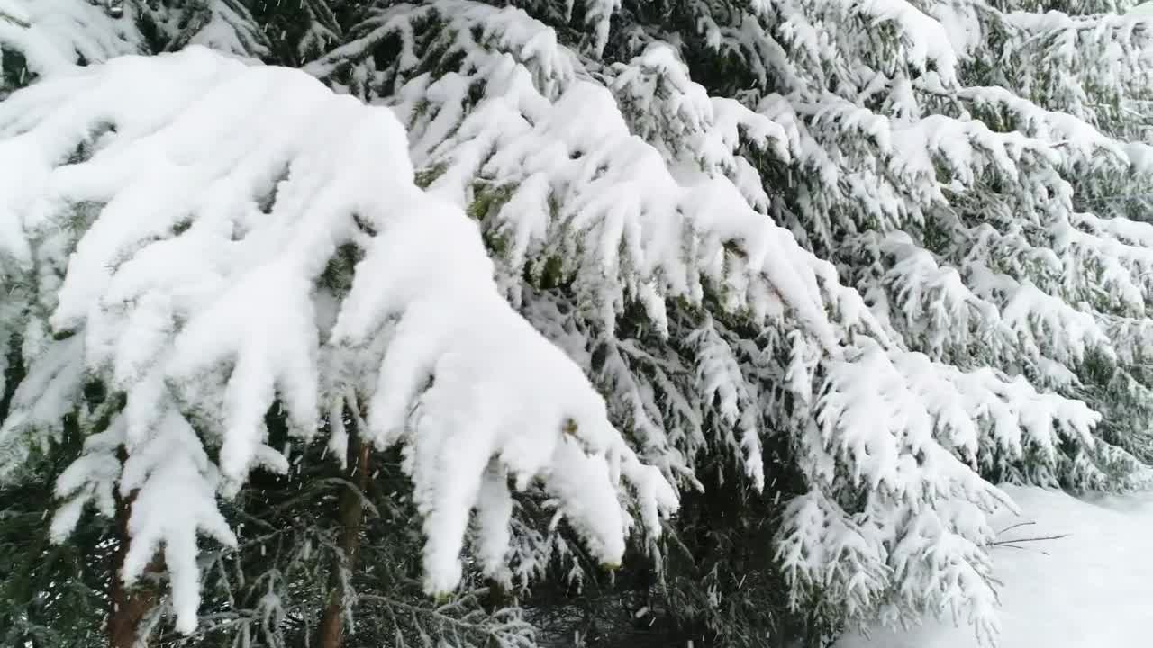 Download Free Video Stock Snowing In A Forest With Snow Covered Trees Live Wallpaper