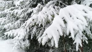 Download Free Video Stock Snowing On The Pine Branches Live Wallpaper