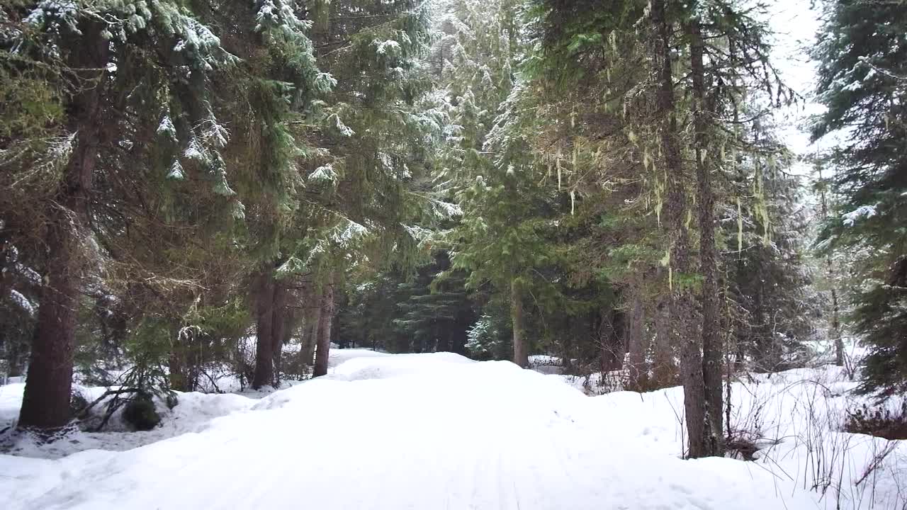 Download Free Video Stock Snowy Path In The Forest Live Wallpaper