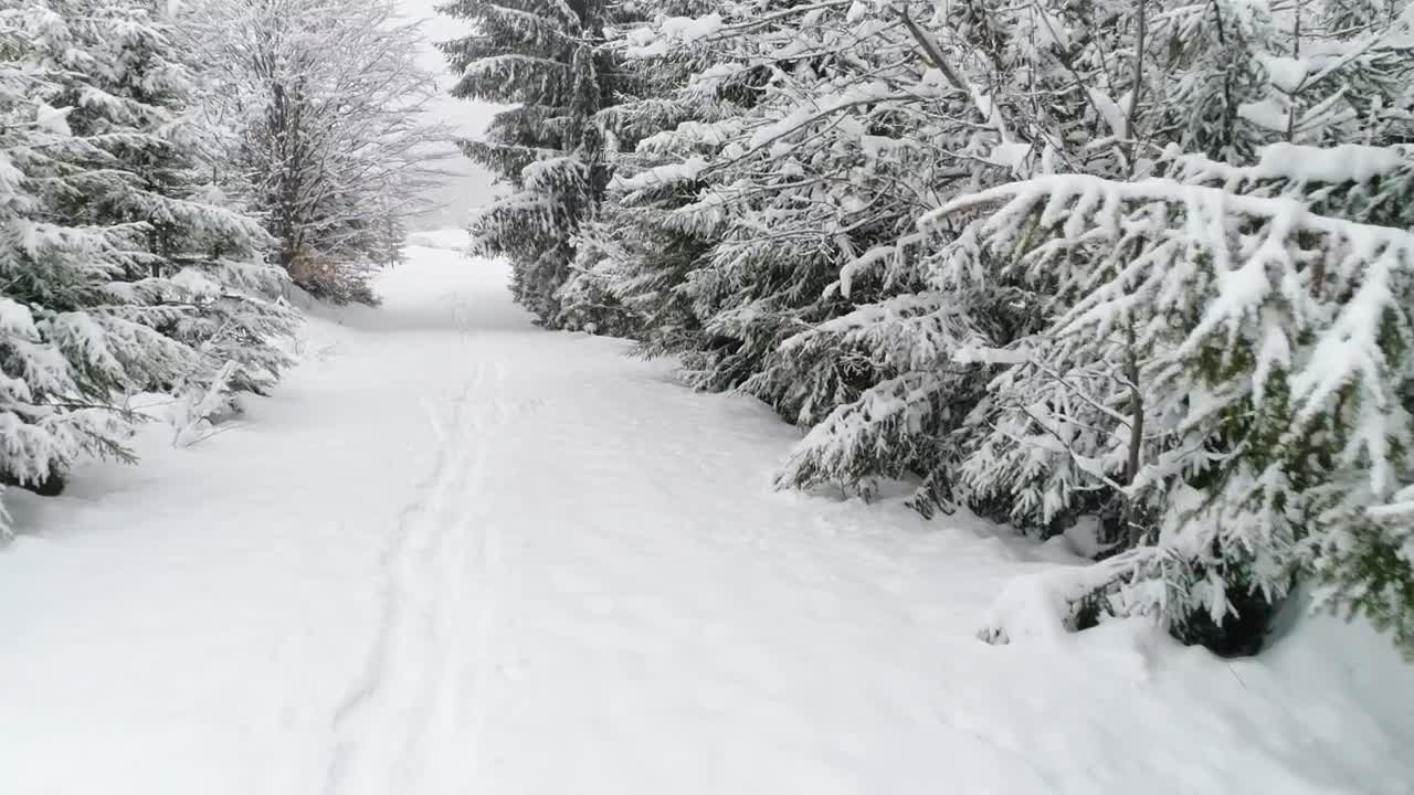 Download Free Video Stock Snowy Road In A Forest Live Wallpaper