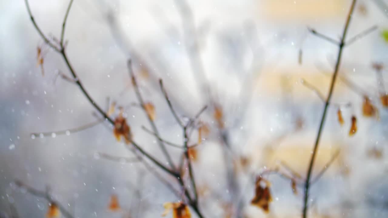 Download Free Video Stock Soft Snow Falling Against A Tree Live Wallpaper