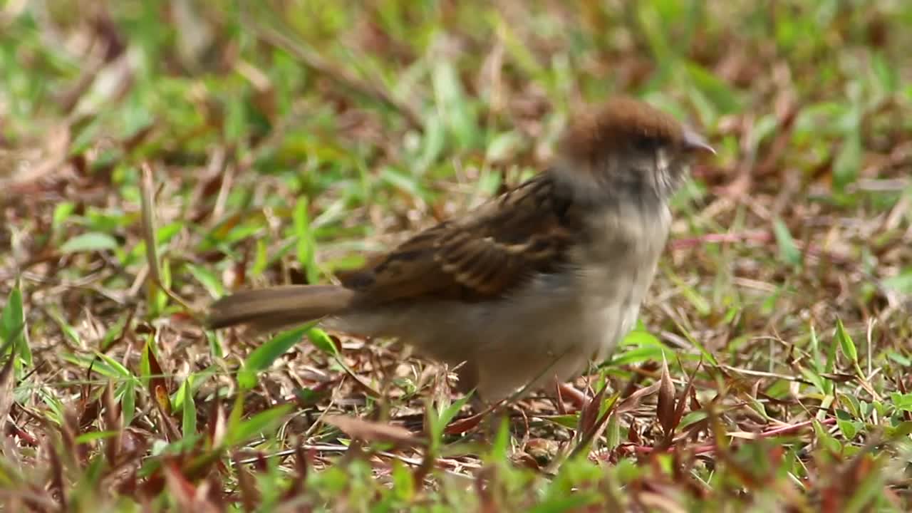 Download Free Video Stock Sparrow In The Grass Live Wallpaper