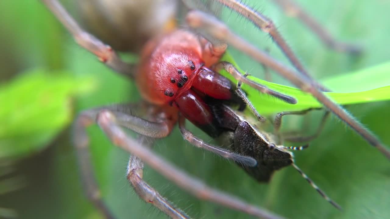 Download Free Video Stock Spider Eating An Insect Live Wallpaper