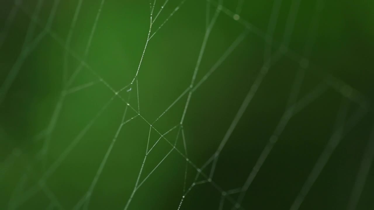 Download Free Video Stock Spider On Invisible Web Live Wallpaper