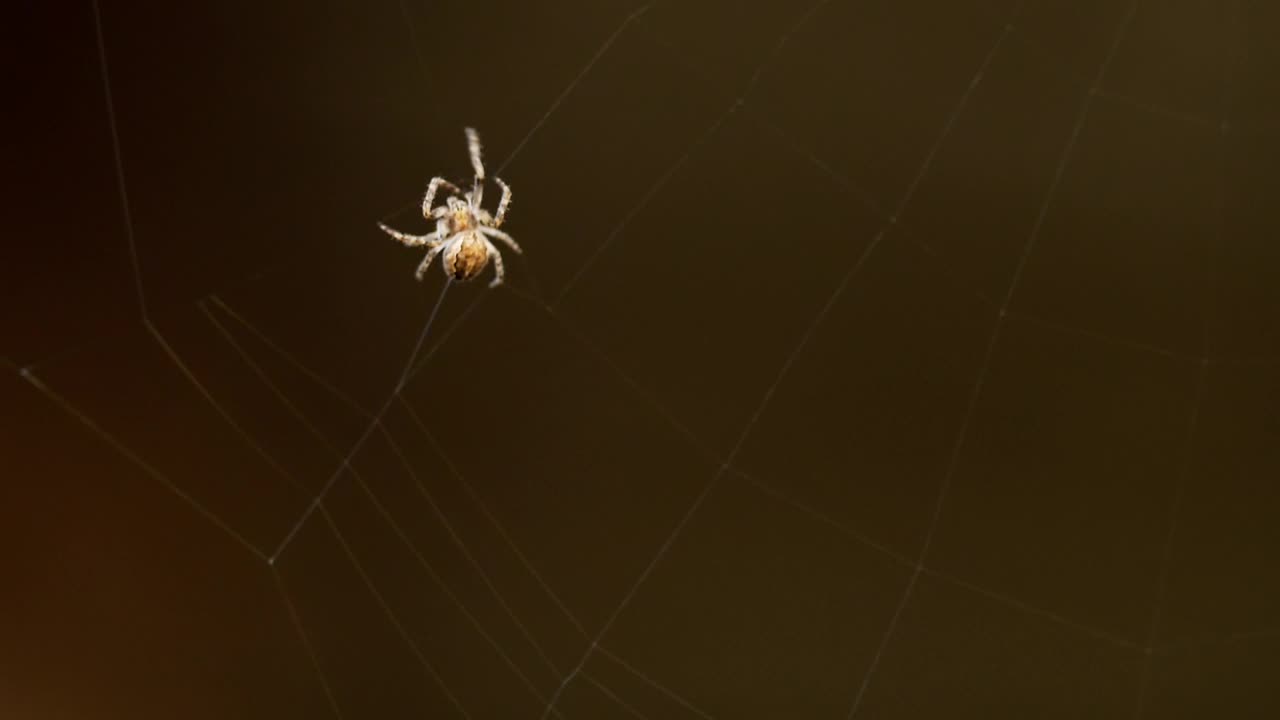 Download Free Video Stock Spider Weaves A Web Live Wallpaper