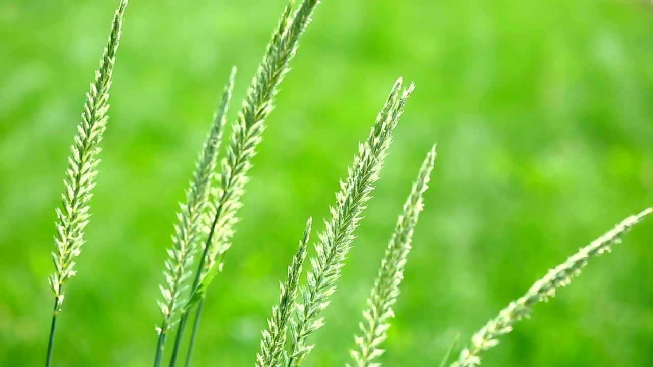 Download Free Video Stock Spike Of Grass In The Wild Live Wallpaper