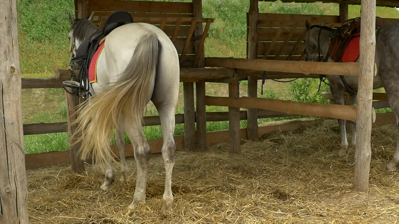 Download Free Video Stock Stable With Tied Horses Live Wallpaper