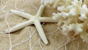 Download Free Video Stock Starfish And A Small Coral On The Fishing Net In Live Wallpaper