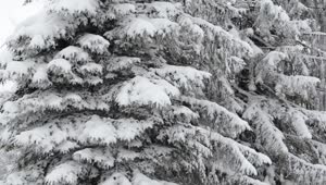 Download Free Video Stock Strong Winter In A Forest Full Of Frozen Pines Live Wallpaper
