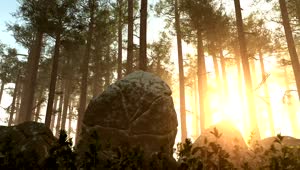 Download Free Video Stock Sun Shining Across A Forest Floor Live Wallpaper