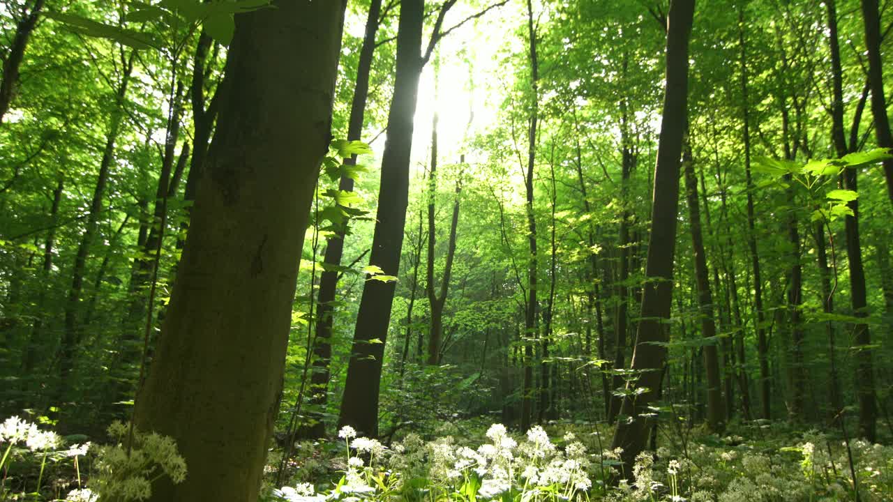 Download Free Video Stock Sun Shining Between The Trees Live Wallpaper