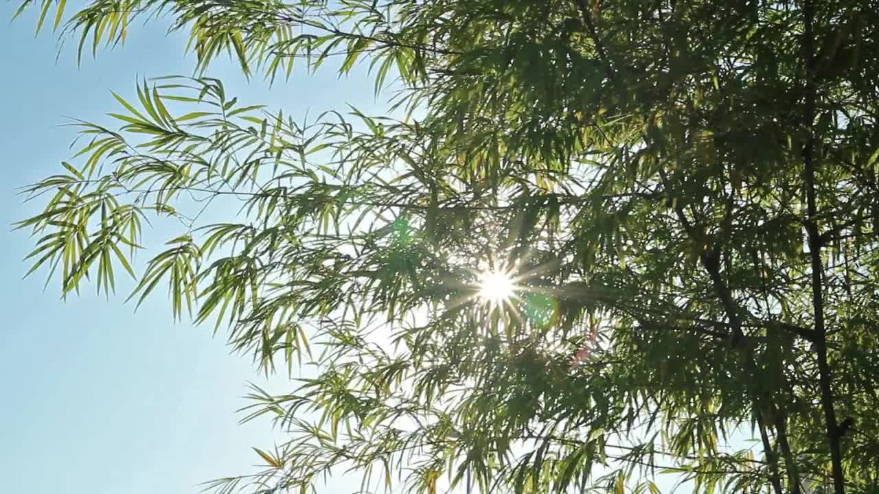 Download Free Video Stock Sun Shining Through A Tropical Tree Live Wallpaper