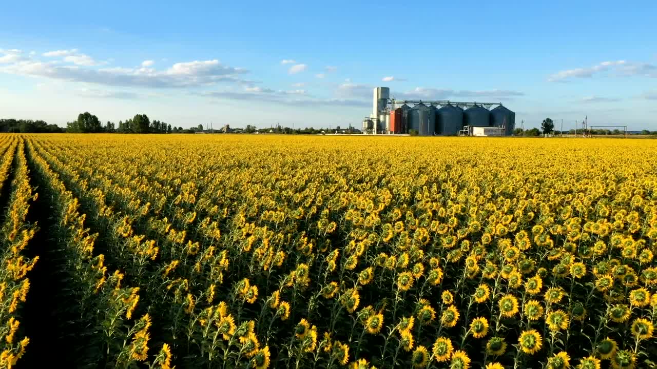 Download Free Video Stock Sunflower Field And Industrial Silos Live Wallpaper