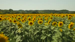 Download Free Video Stock Sunflowers Against A Forest Live Wallpaper