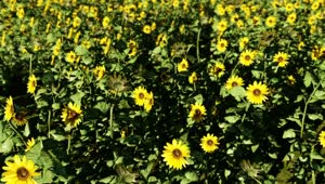Download Free Video Stock Sunflowers In A Sunny Day Live Wallpaper