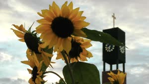 Download Free Video Stock Sunflowers Near A Church Live Wallpaper